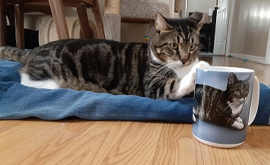Oliver Rescue Cat Portrait on Coffee Mug