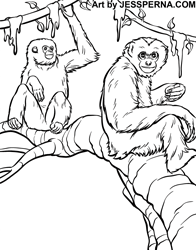 Coloring Book Zoo Illustrations