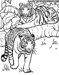 Tiger Coloring Book Illustrator for Hire