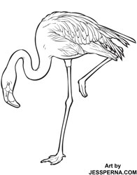Flamingo Coloring Page Order Illustrations