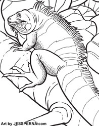 Iguana Coloring Page Illustrations
