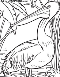 Pelican Coloring Page Illustrator